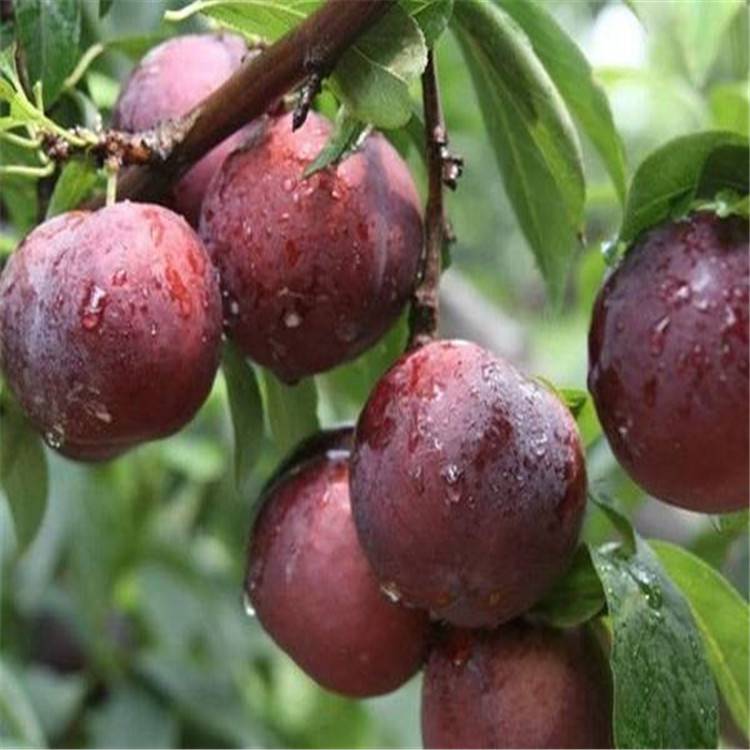 金西梅西梅李子苗帅阳园艺场园林供应2公分李子苗零售价格