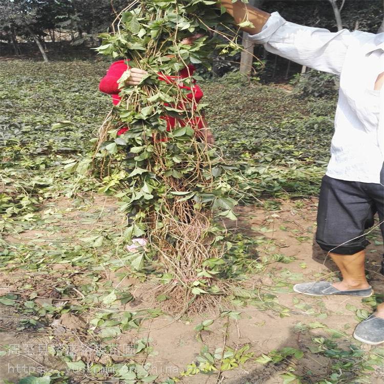 固原苗子爬墙虎直径 爬藤盆栽植物 爬山虎苗圃