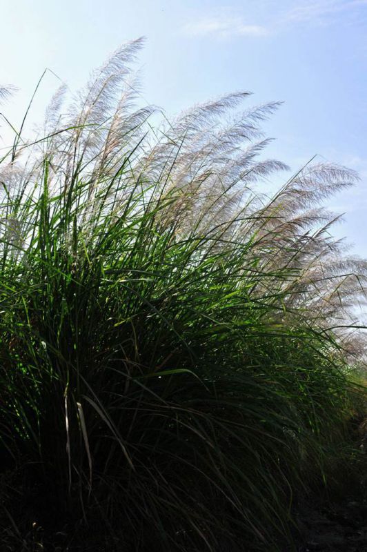 四川水生植物基地2019紫叶芦苇报价及大量供应