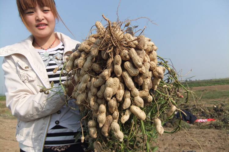 昆仑高产套餐提高花生品质的同时提高产量