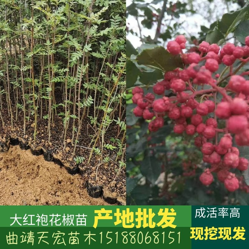 曲靖开发区天宏苗木种植场