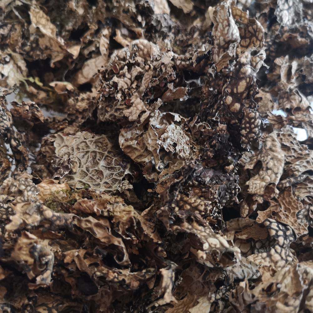 地衣石花批发价格地衣石花的功效