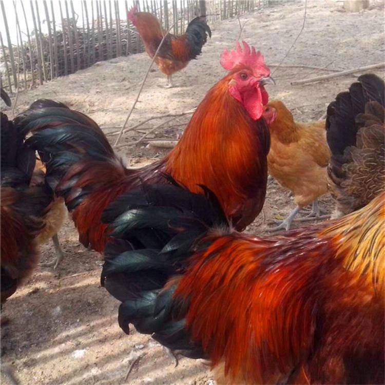 肉苗红玉鸡价格出售九斤黄鸡苗孵化场红玉鸡苗厂家批发