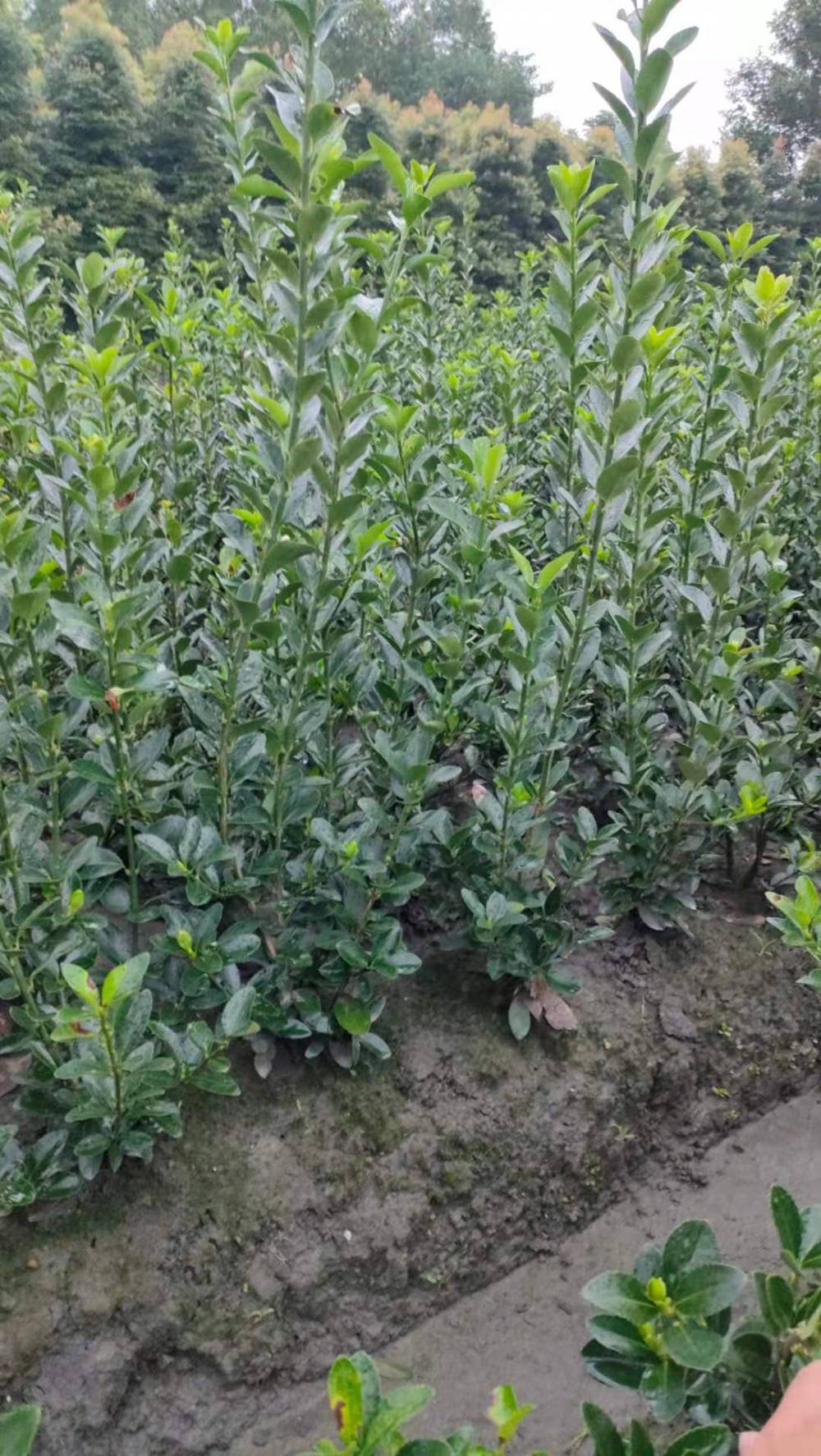 大叶黄杨小苗大叶黄杨小杯苗大叶黄杨优惠出售了