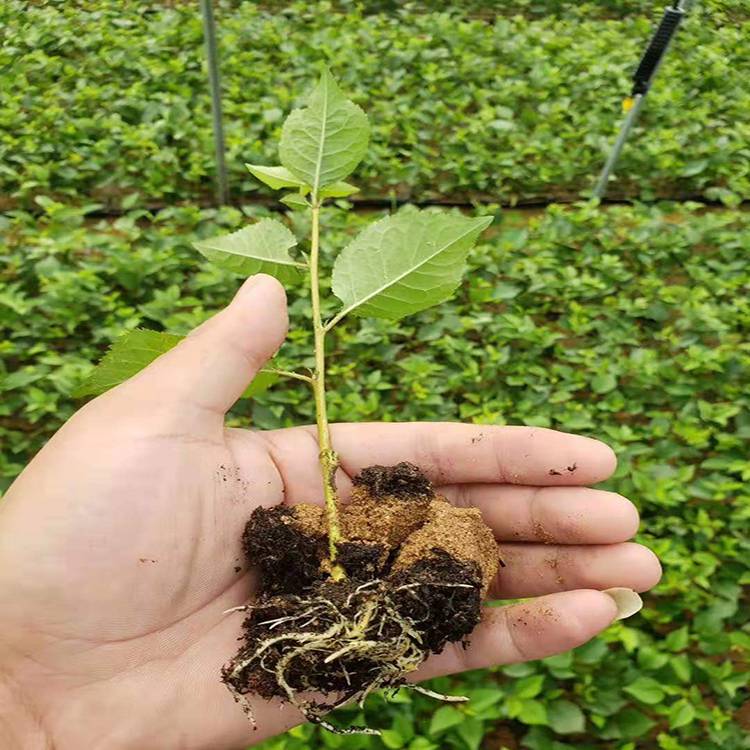 矮化吉塞拉樱桃苗量大质优樱桃苗种植基地悦栋农业甚是厉害图片