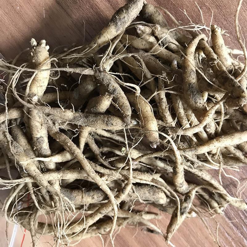 ***太子参种苗厂商 太子参