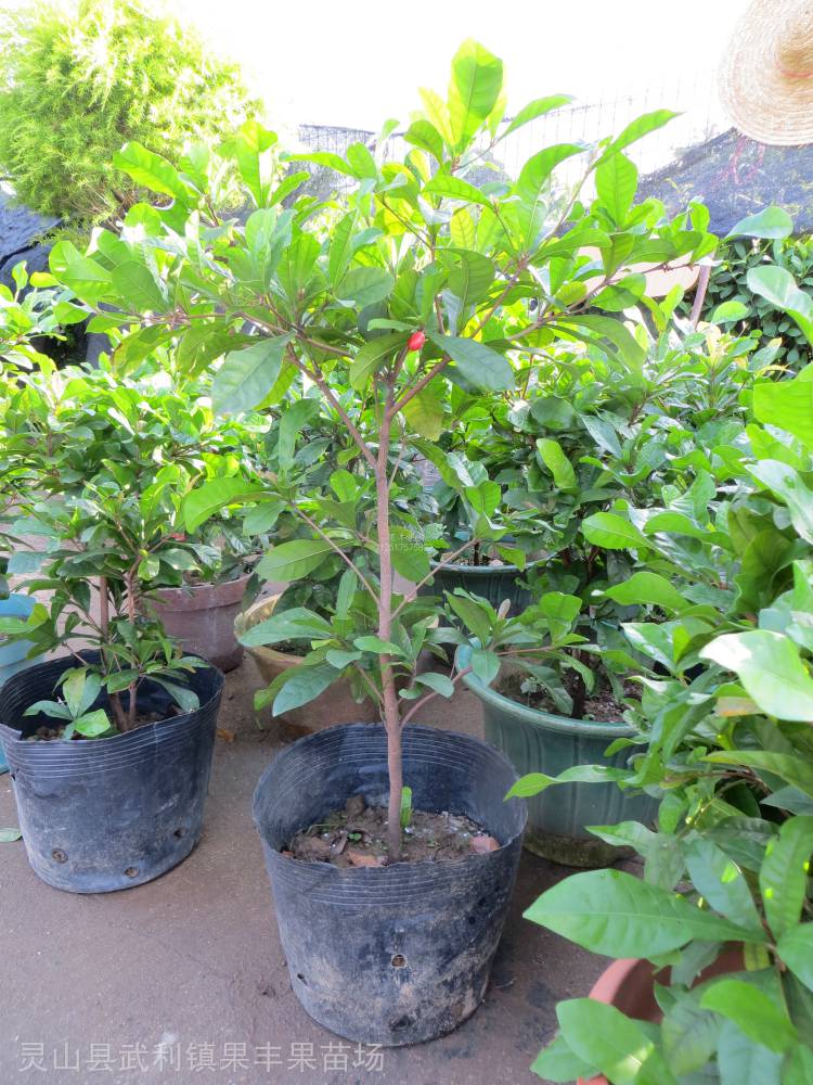 果丰神秘果苗怎么卖新品种神秘果苗基地价格