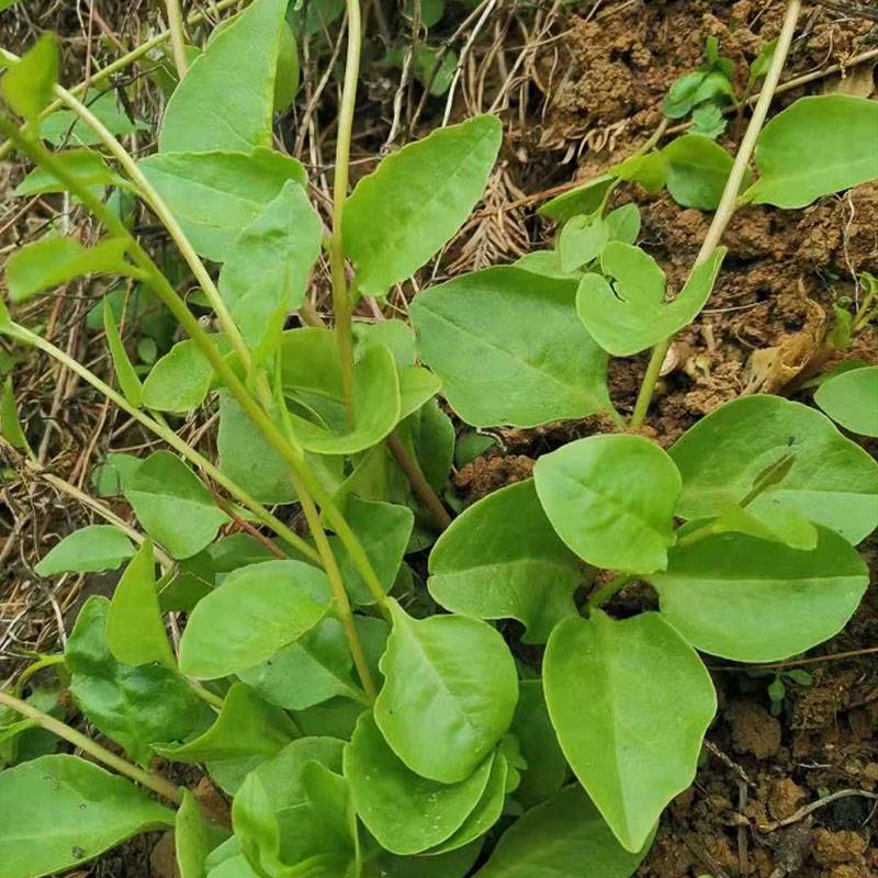 藤三七植物苗食药用土田七种子根茎室外易活花卉爬藤绿植盆栽价格 中国供应商