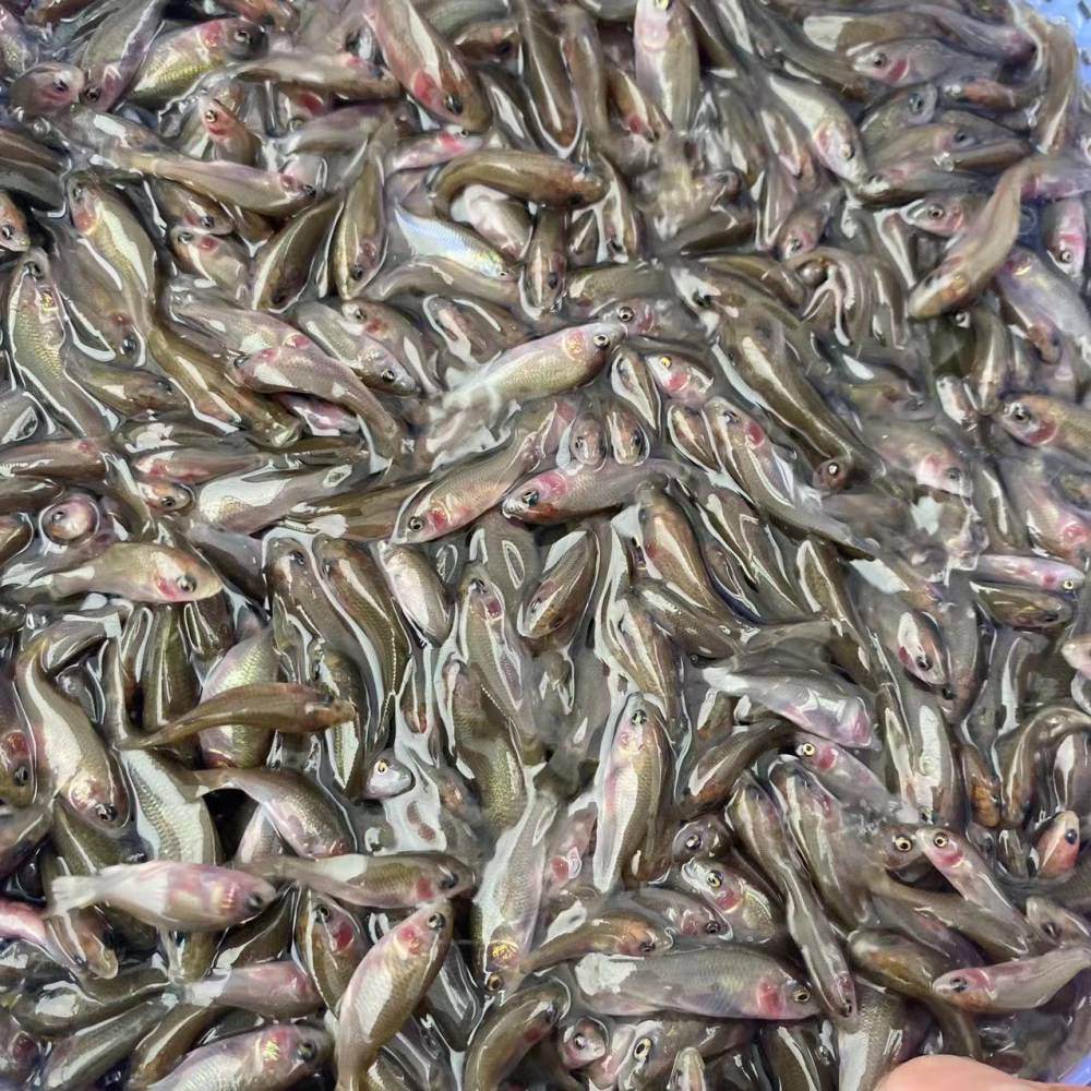 盈億水產全國發貨包活禾花鯉魚苗體長35cm