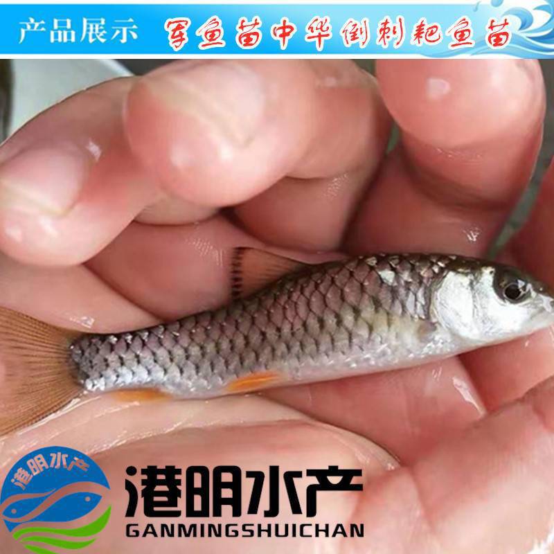 軍魚苗青竹鯇魚苗坑娟魚苗光倒刺耙苗竹八魚大量批發