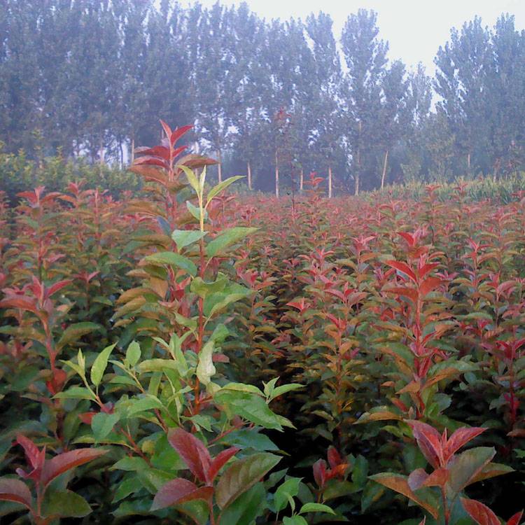 批发北美海棠苗西府海棠树苗北美海棠树苗木瓜海棠苗