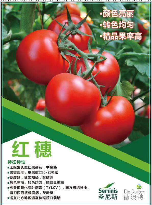红穗番茄种子苗子美国圣尼斯公司番茄