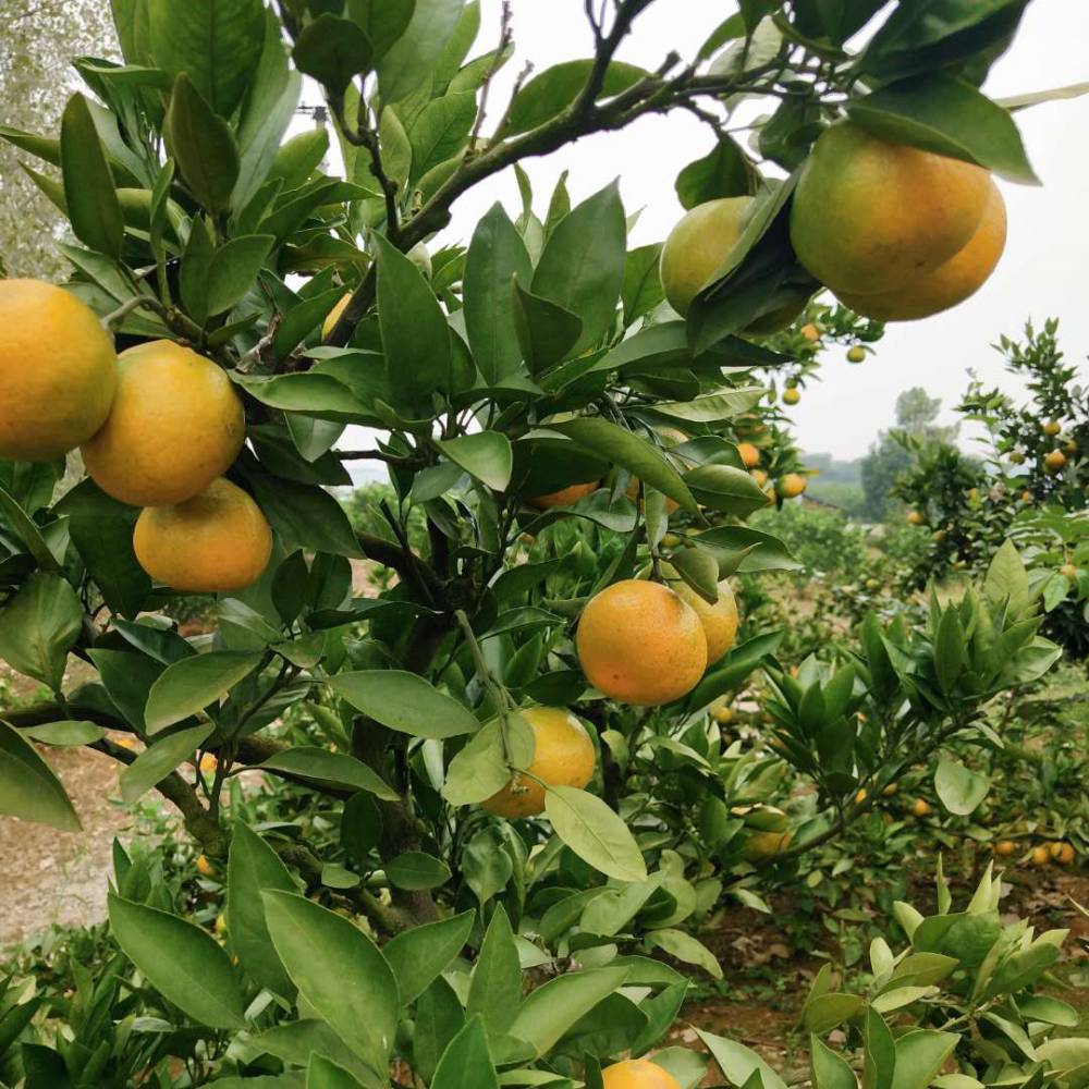 小叶桔 价格 色鲜皮薄 全国包邮