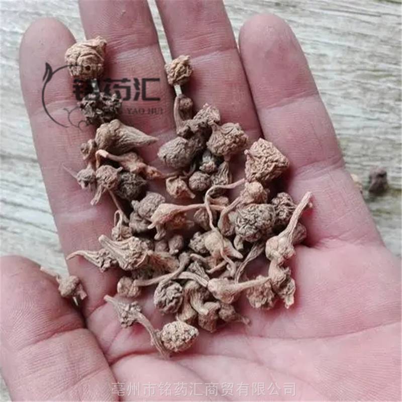 野生扣子七珠子参大叶三七竹节人参钮子七疙瘩七盘七