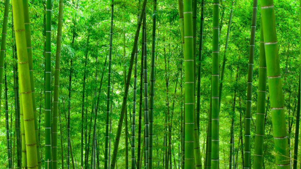 供应毛竹和麻竹5m至13m广西楠竹销售部