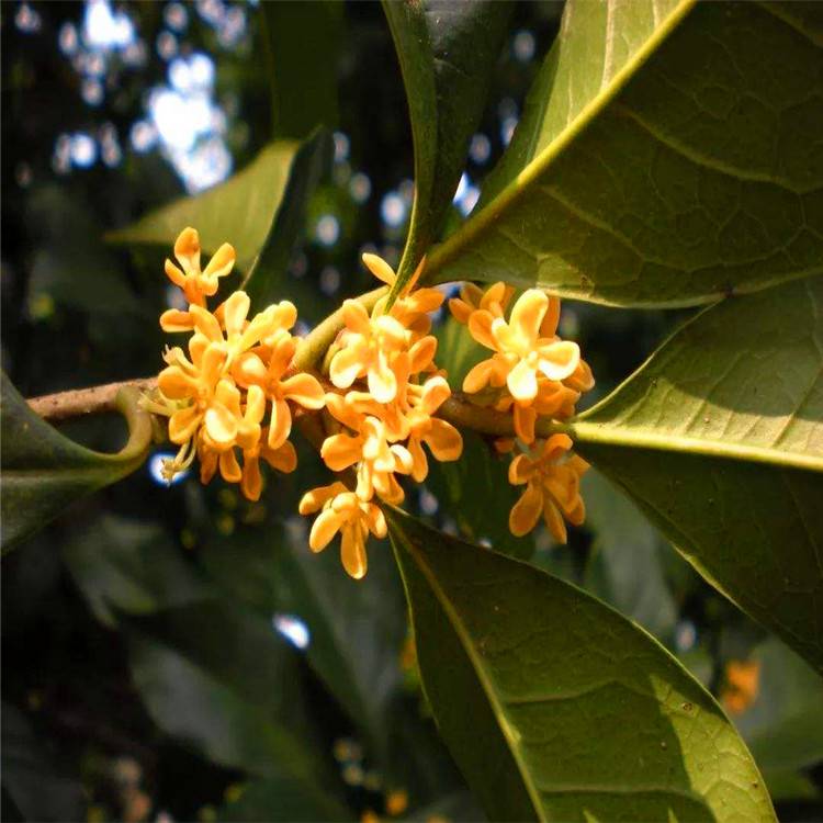 波叶金桂桂花金桂园林绿化庭院绿化植物适应性强易成活欢迎来电订购