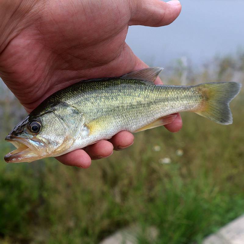 加州鲈鱼苗流水池养殖管理路亚大口黑鲈花鲈水花培育