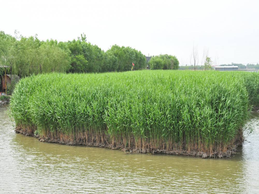 芦苇种植北京图片