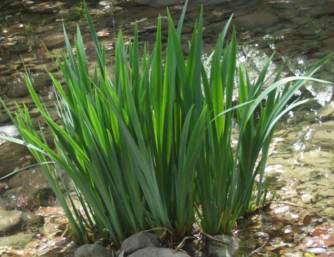 四川常年批發供應水菖蒲價格低購買水菖蒲就到成都芳草芊芊