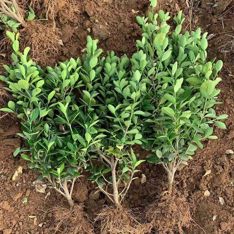 大叶黄杨基地大量批发30公分40公分50公分大叶黄杨苗绿化道