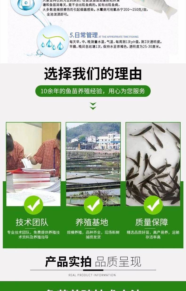 彩虹鱼苗产地/厂家粤宏水产产品特性生长快动物种类鱼类公司地址广东