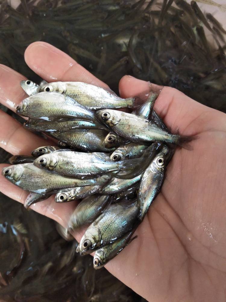 供应清远沙边鱼苗附近哪里可批发鱼苗渔业这么好的鱼苗品种藏不住