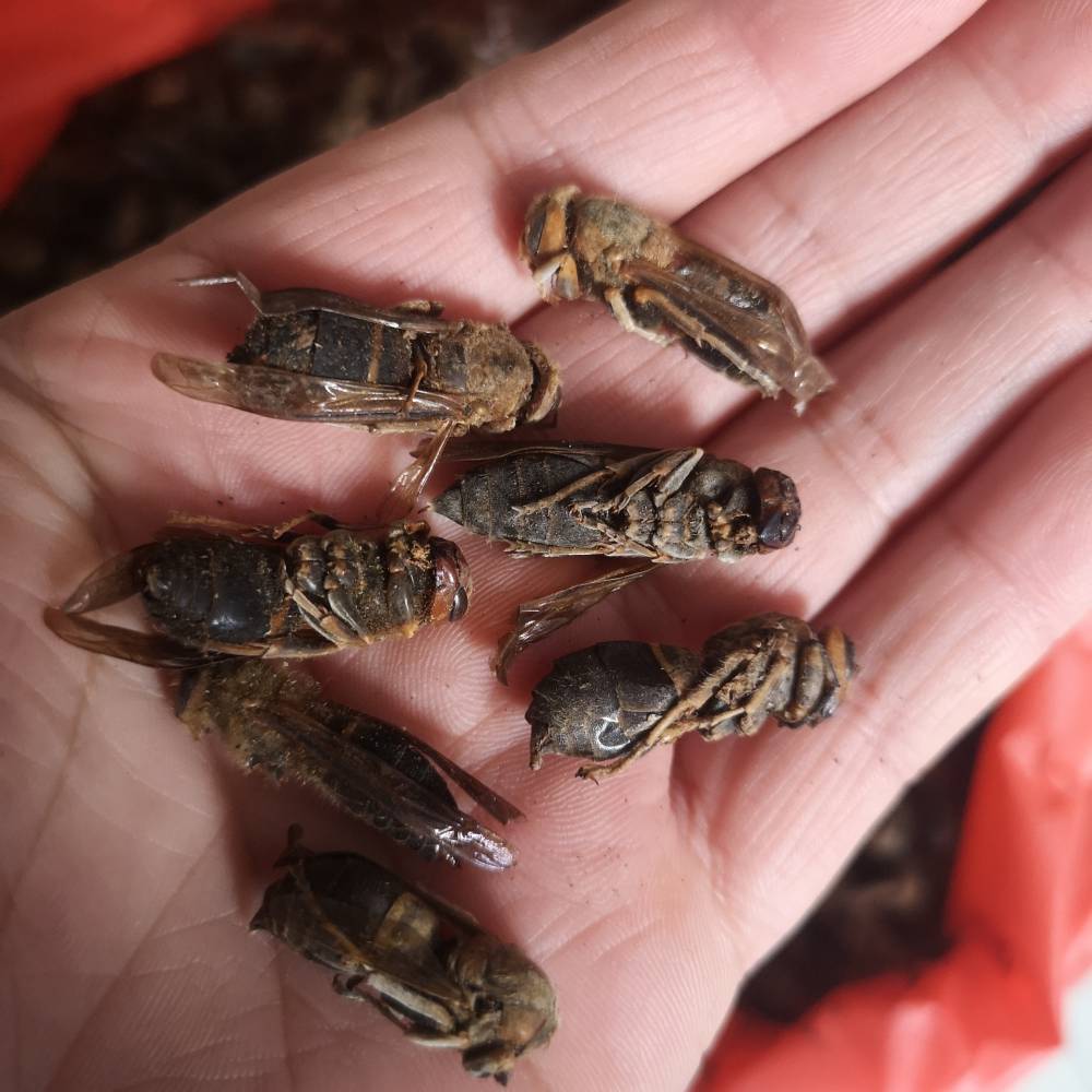 野生黄蜂中药黄蜂价格黄蜂的功效