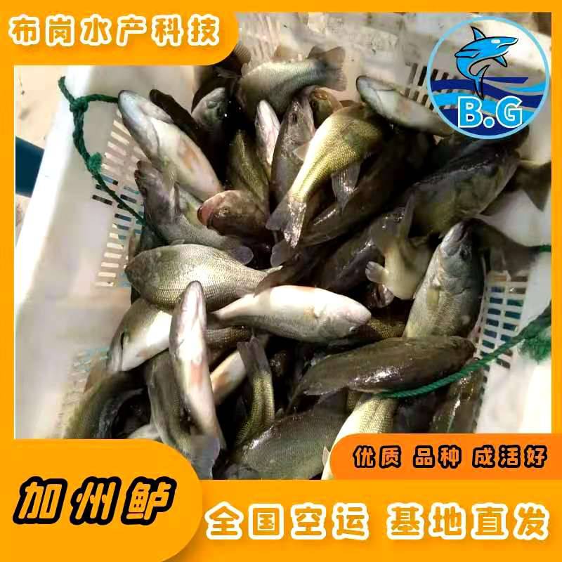 广西北海市银海加州鲈鱼苗培育生产价格