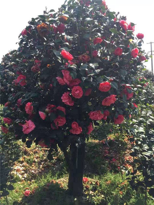 四季红山茶价格-金华四季红山茶-四季果园种植基地