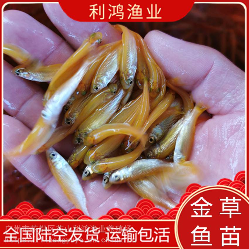 【特優品種】金草魚苗 俄羅斯金絲草魚類 金鯇魚 赤目魚 紅眼批發 利