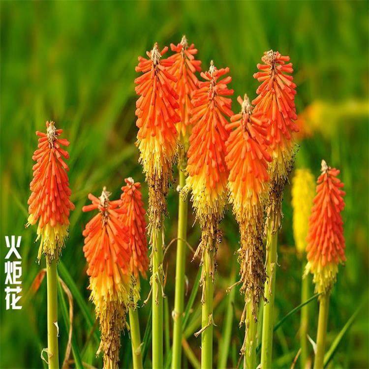 基地种植火炬花公路两侧用草花火炬花种植基地