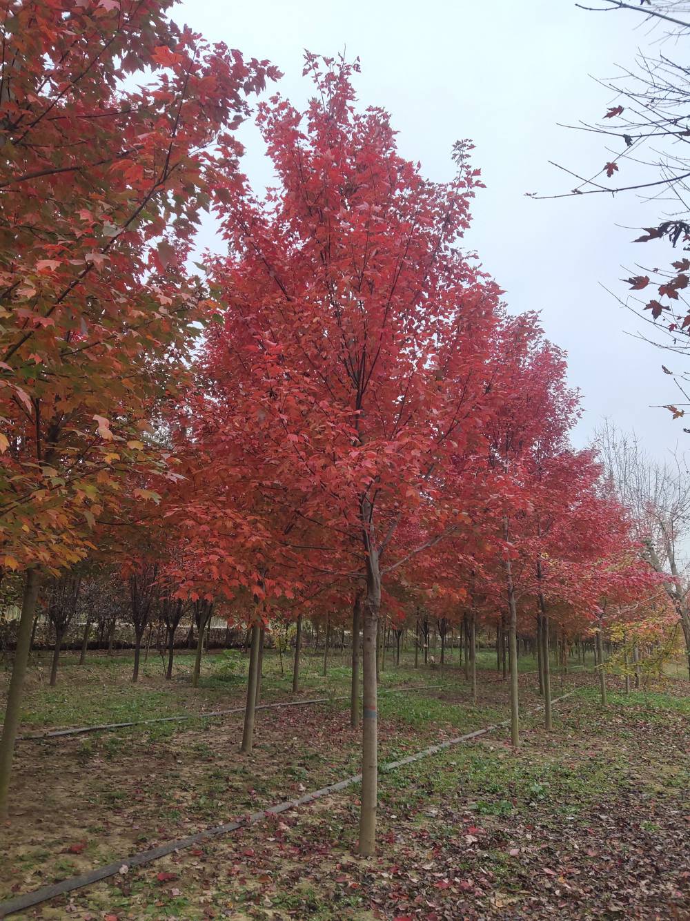 美国红枫十月光辉