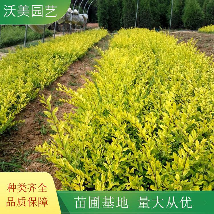 苗圃出售 金叶水蜡绿化工程苗 园林庭院造景植物 道路色块绿篱