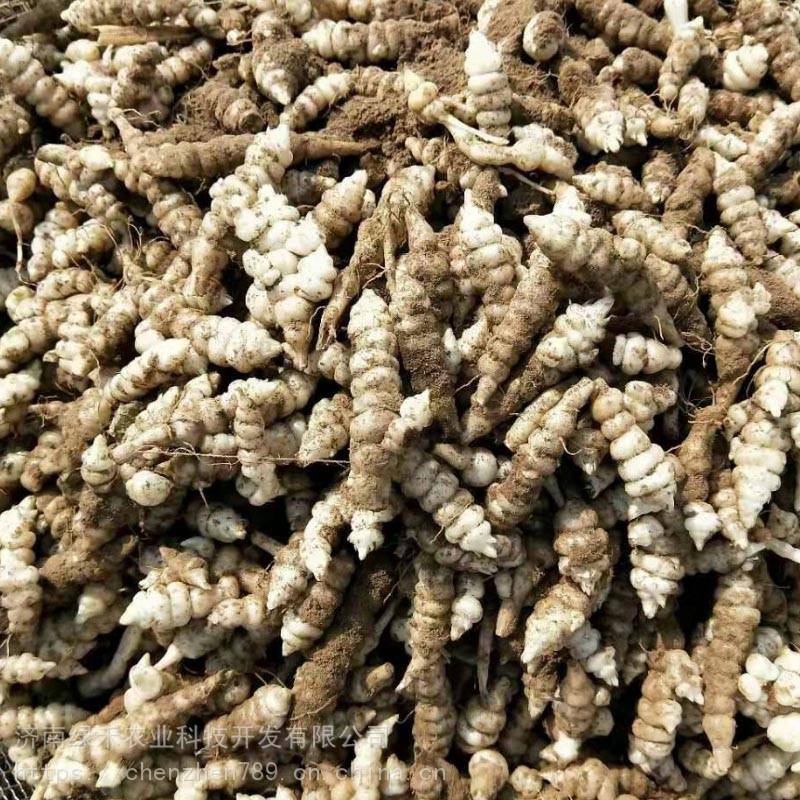 宝塔菜种子地葫芦螺丝菜甘露子地牯牛草石蚕种子蔬菜种子地下药材