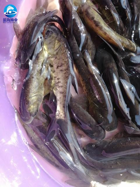 金胖头鱼金鳙鱼淮南金头鱼苗