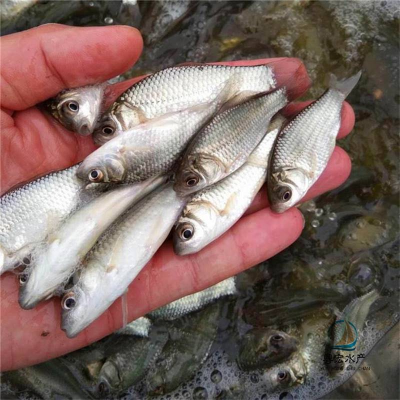 出售鲤鱼中科3鲫鱼苗白鲫鱼苗鲫鱼水花出售