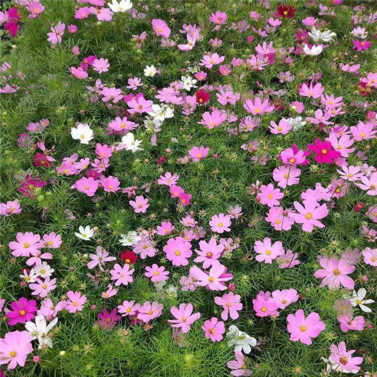 景观绿化波斯菊 波斯菊庭院盆栽批发 茗茜花卉 园林绿化用