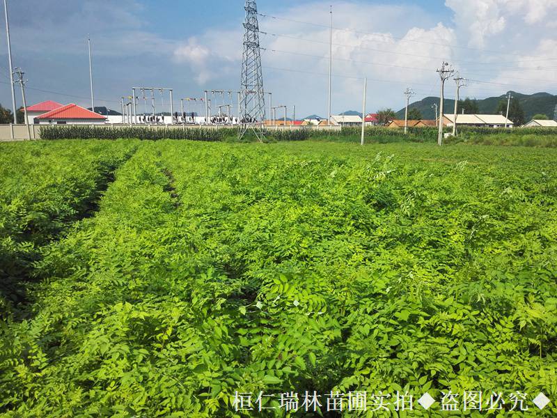 刺龙芽苗，刺嫩芽小苗批发，一年生，苗圃直供