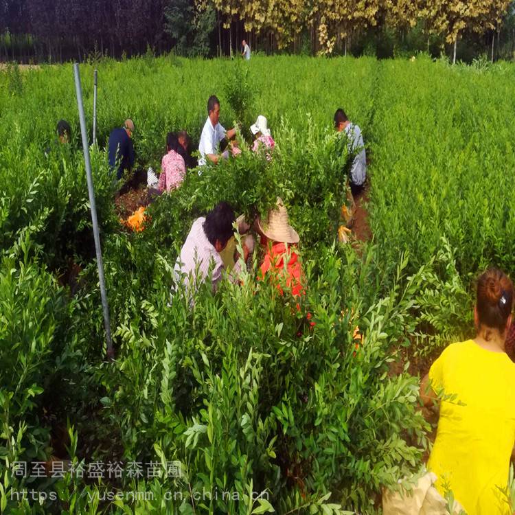 汉中小叶女贞 常用绿化苗木 红叶石楠苗 北方周边适合种