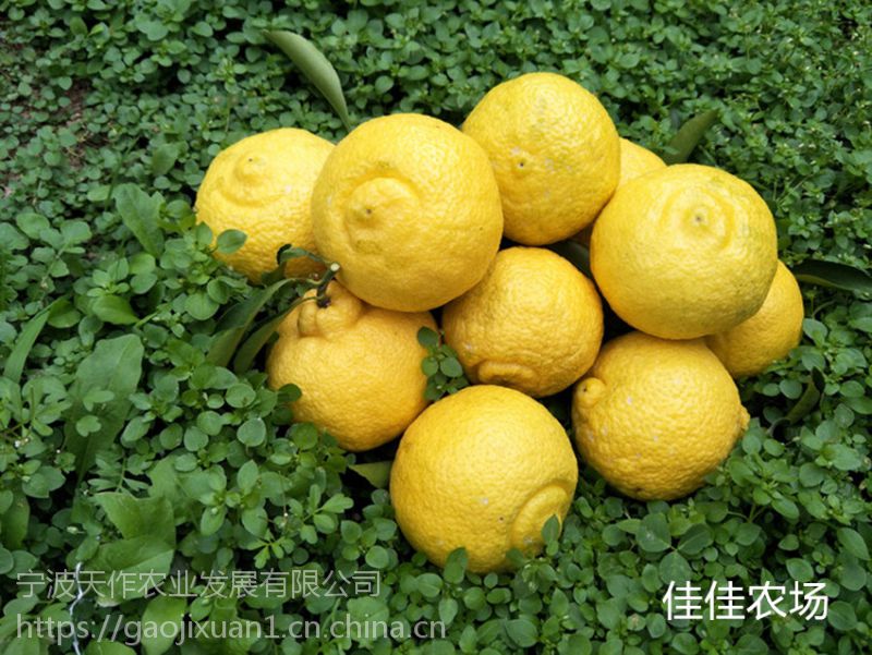 象山青日本春香黄金贡柚原产地象山县晓塘乡