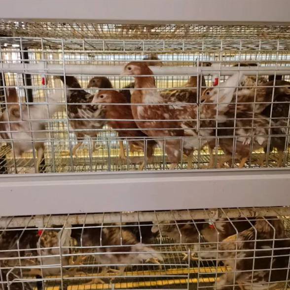 供应商信息鹤壁市山城区常盛蛋鸡青年鸡养殖场进入公司首页鹤壁市山