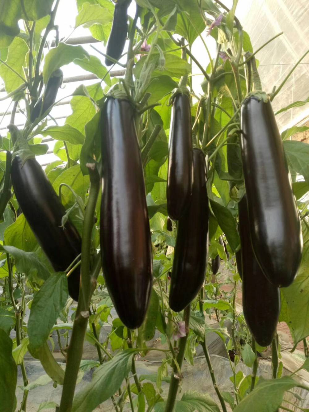 【765长茄大龙长茄】视频介绍 - 中国供应商