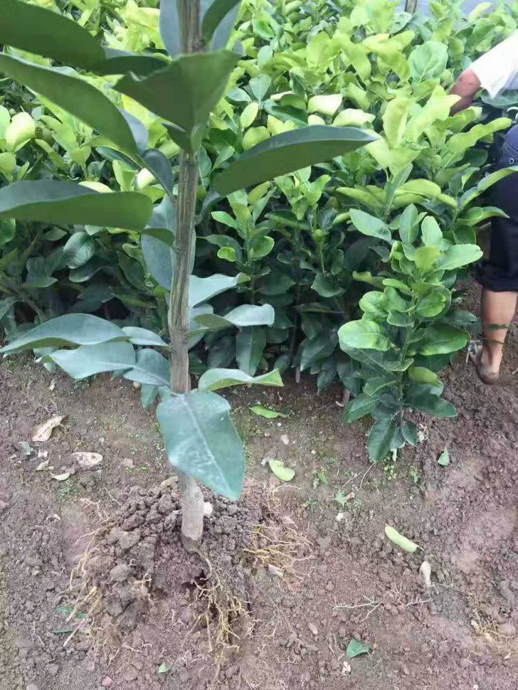 高产红心柚子苗批发矮化柚子苗