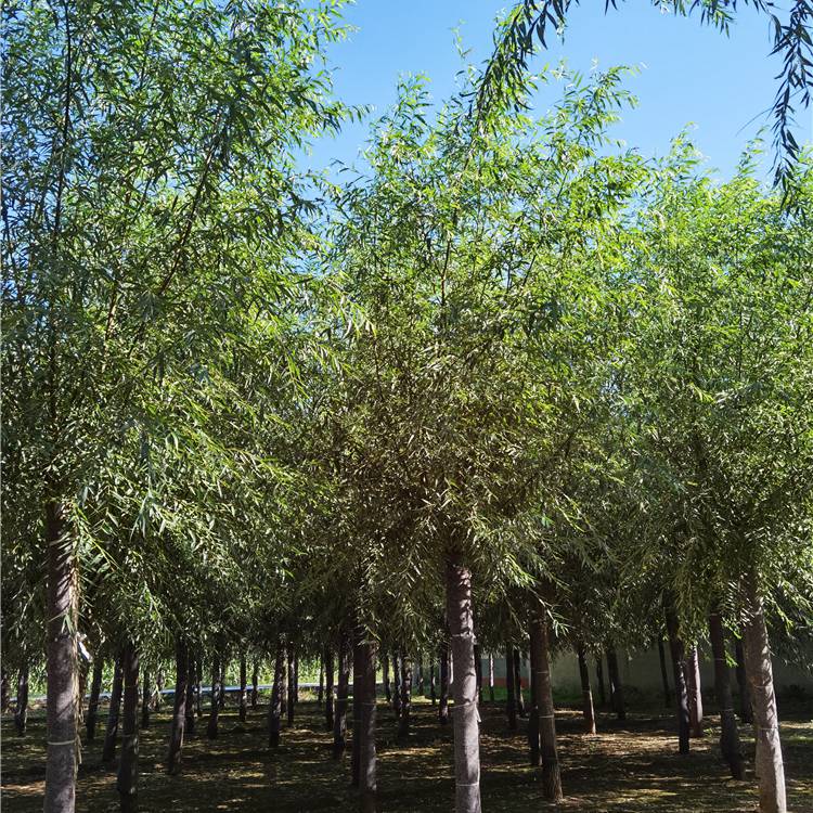 旱柳树苗4公分旱柳诚信互利13公分旱柳