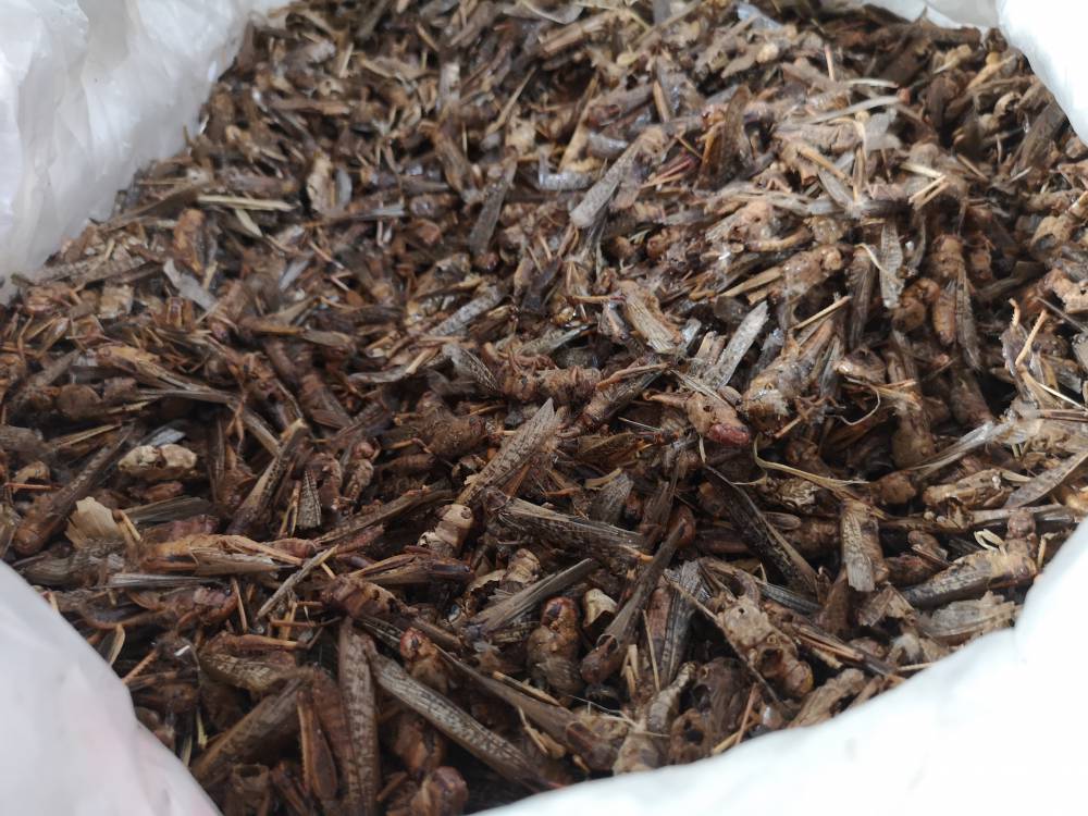 中药材蝗虫功效是什么飞蝗哪里可以购买到多少钱一公斤