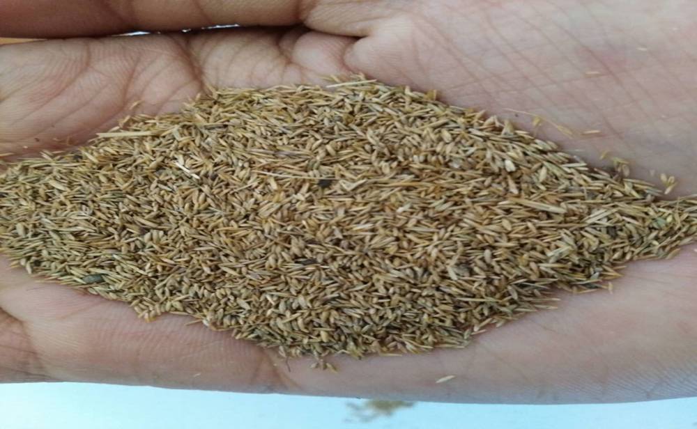 批发牧草种子星星草小花碱茅草种子营养高耐寒牛马羊爱