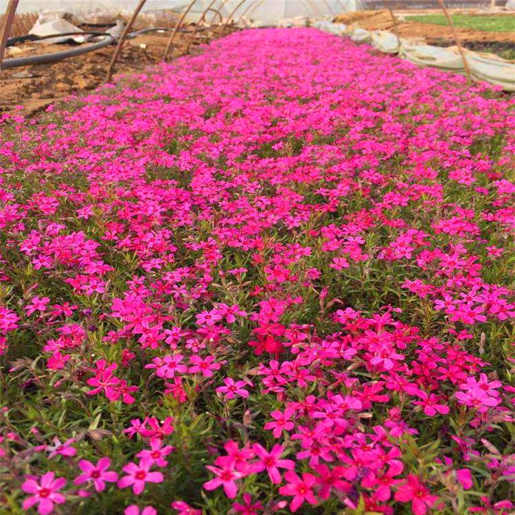 丛生福禄考花卉宿根福禄考花卉花海工程芝樱批发
