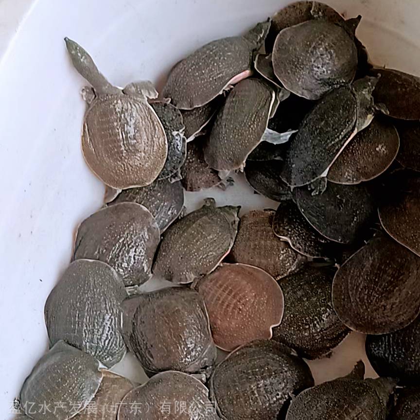 甲鱼苗良种杂交甲鱼苗新鲜甲鱼苗盈亿水产