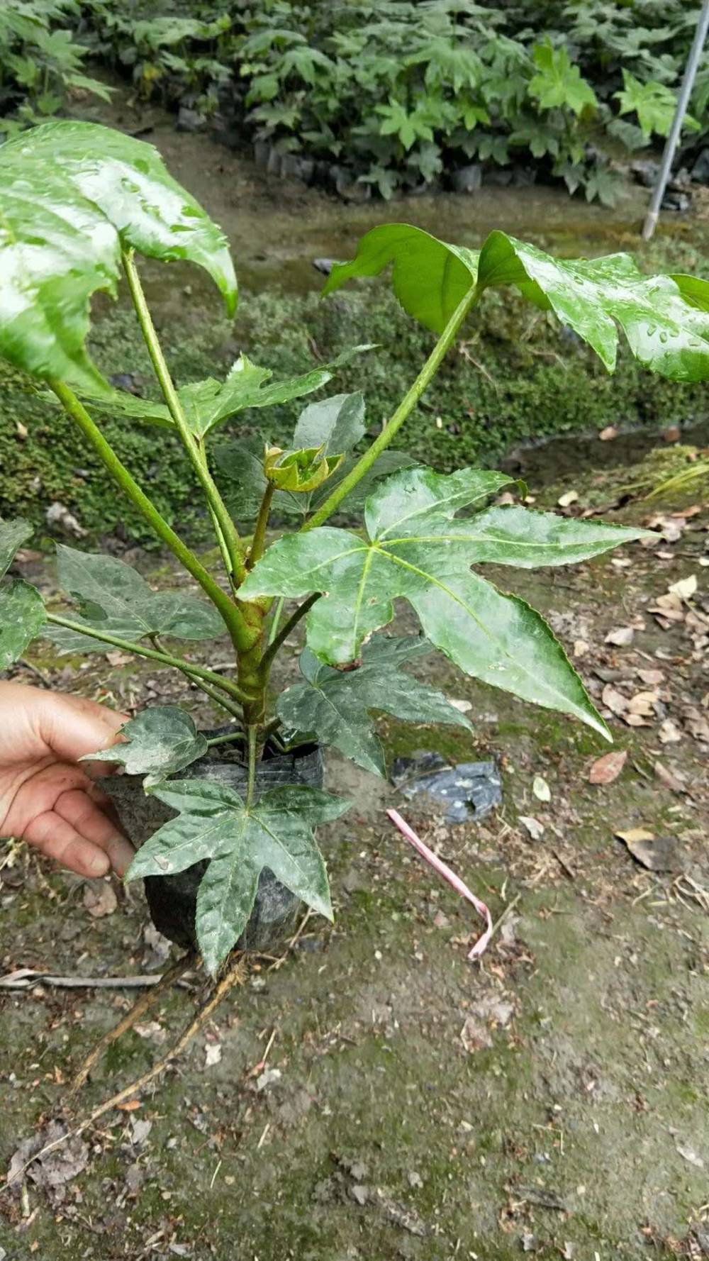 出售八角金盘小杯苗八角金盘地苗八角金盘工程绿化苗