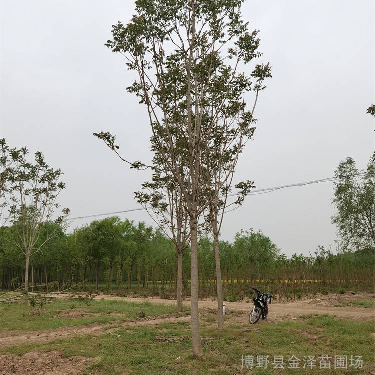 河北臭椿树-诚信经商-园林观赏